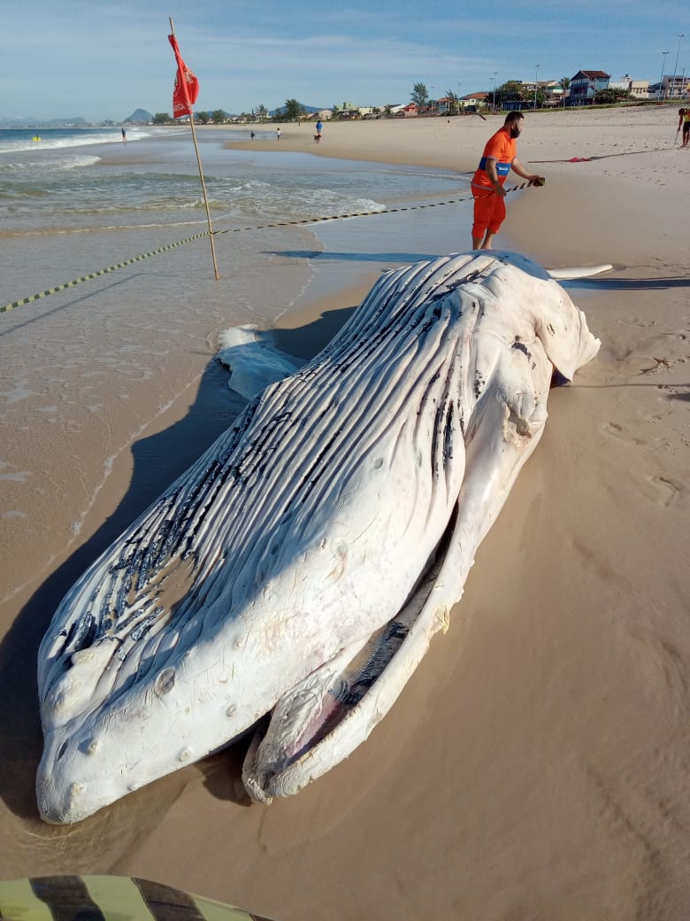 Photo of Mais uma baleia é  encontrada morta em Maricá