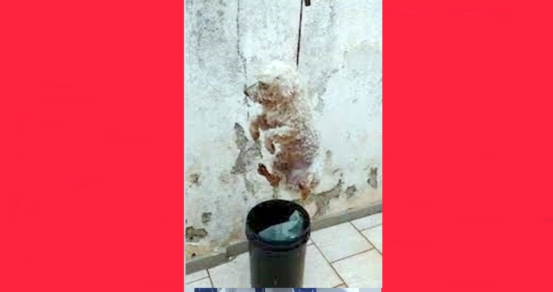 Photo of Idoso é preso por pendurar cão no varal e inventar versículos da Bíblia  BNRJ
