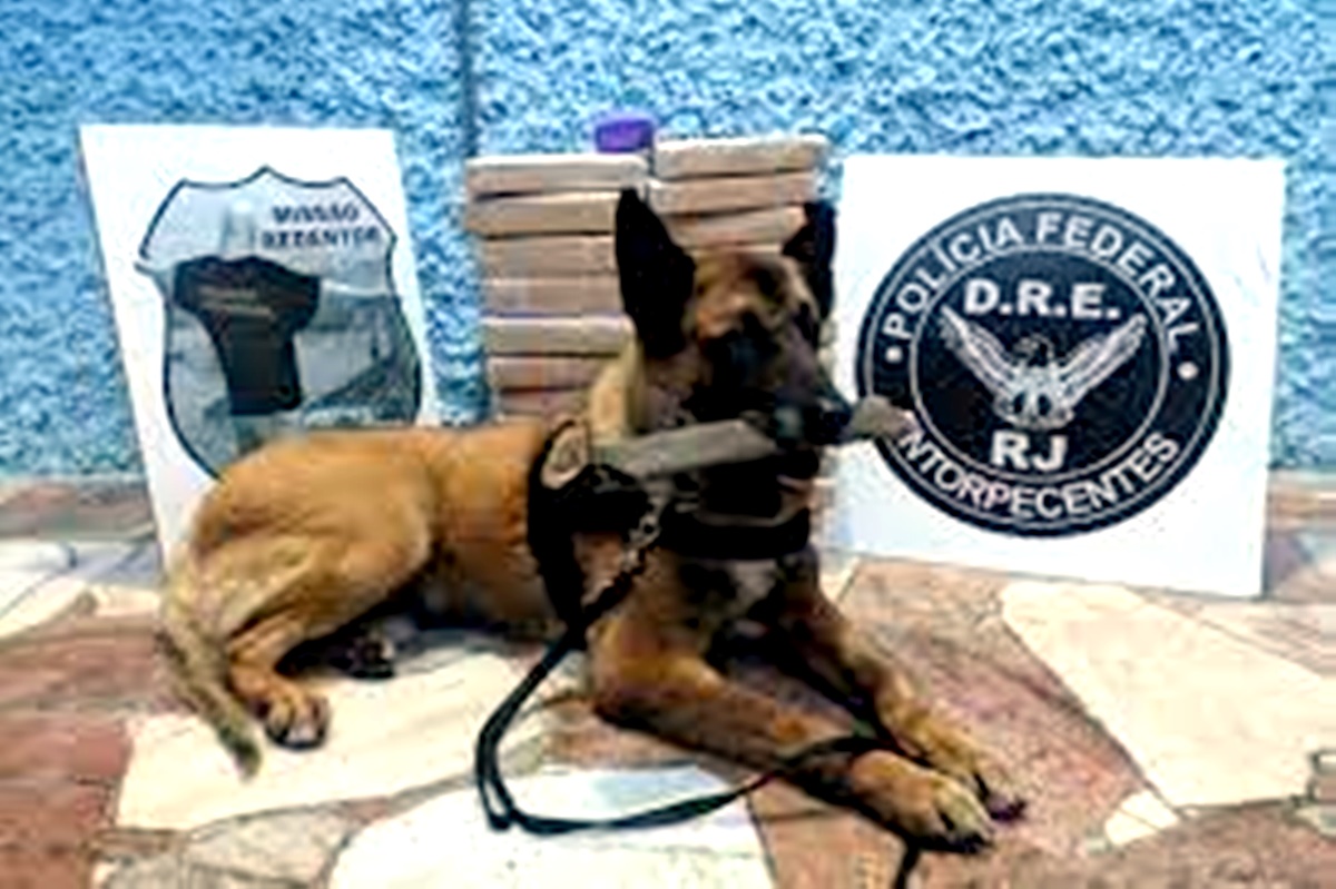 Photo of Patrulha canina: da Polícia Federal encontram 60 kg de cocaína  BNRJ