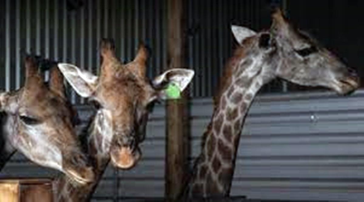 Photo of Polícia Federal pede à Justiça que as 15 girafas do BioParque voltem para a África  / BNRJ