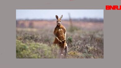 Photo of Australiano é morto por canguru que mantinha como animal de estimação  l BNRJ