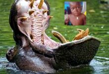 Photo of Menino de 2 anos é engolido por hipopótamo em Uganda  l Mundo l  BNRJ