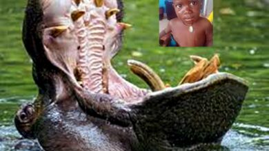 Photo of Menino de 2 anos é engolido por hipopótamo em Uganda  l Mundo l  BNRJ