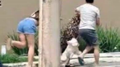 Photo of Idosa é agredida por jovem após discussão sobre coleira de cachorro