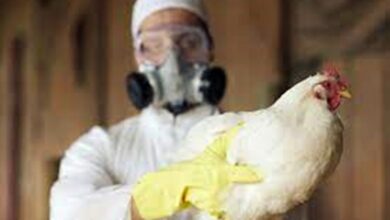 Photo of Governo abre crédito de R$ 200 milhões para combater gripe aviária / BNRJ