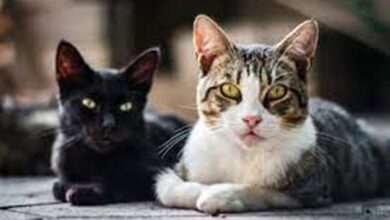 Photo of Surto de coronavírus felino mata mais de 300 mil gatos