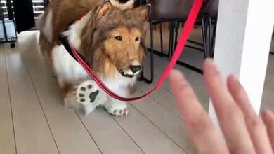 Photo of Japonês paga R$ 68 mil para “virar” cachorro: “Sonhava em ser esse animal”