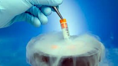Photo of Cientistas criam modelo de embrião humano sem usar esperma ou óvulo