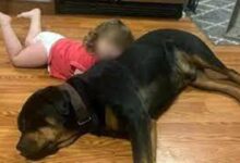 Photo of Menina se perde em mata, é seguida por cães e encontrada dormindo com os pets