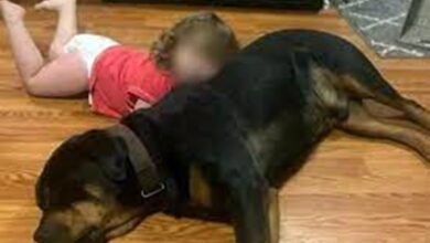 Photo of Menina se perde em mata, é seguida por cães e encontrada dormindo com os pets