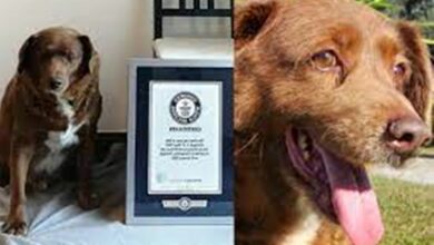 Photo of Morre Bobi, o cachorro mais velho do mundo