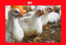 Photo of A Organização Mundial da Saúde (OMS) teme transmissão de gripe aviária entre humanos